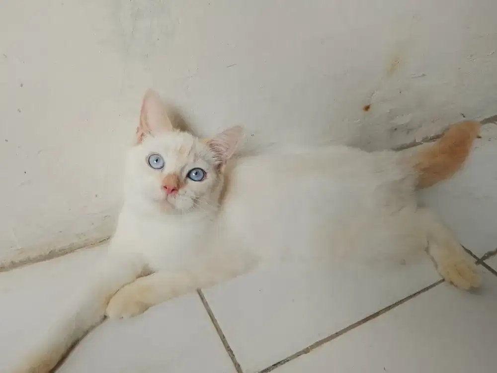 BSH british shorthair pure bread jantan usia 7 bulan turunan ped