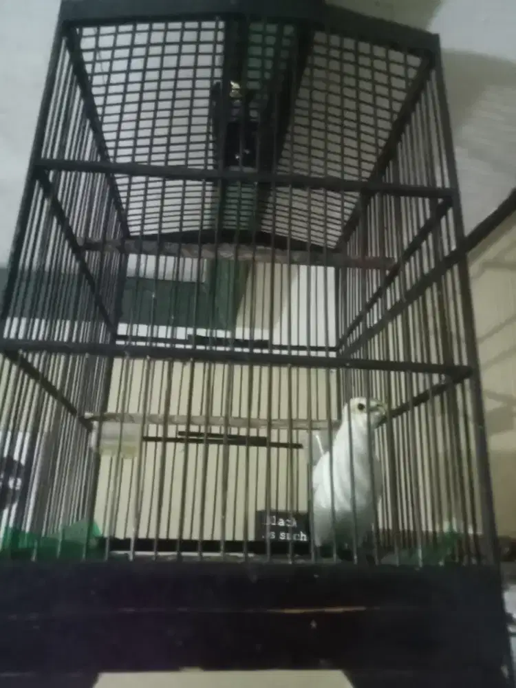 Burung Jalak sama Sangkar