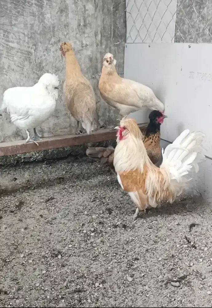 Ayam poland 3in1 3 betina 1 jantan