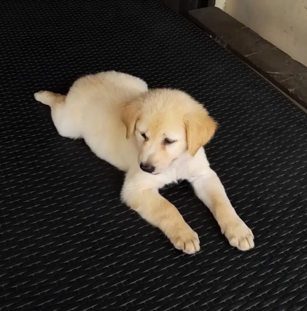 Anak anjing mix golden