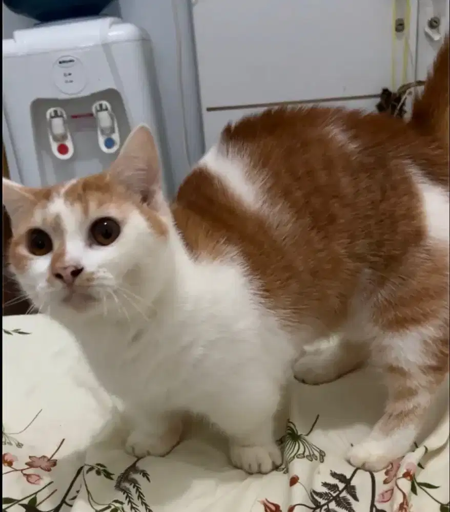 DIJUAL CEPAT KUCING MUNCHKIN ‼️