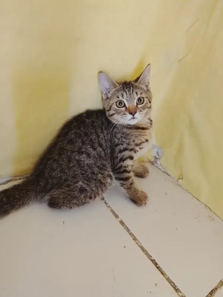 BSH british shorthair pure bread jantan taby usia 4bulan turunan ped