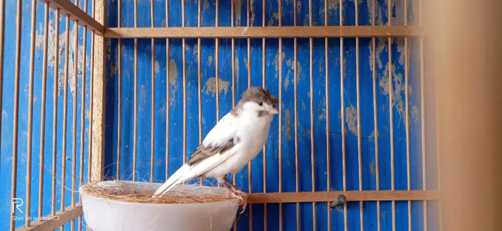 Kenari betina panda siapan 250