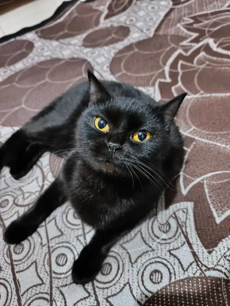 Kucing BSH black solid hybrid