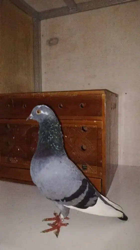 MERPATI KOLONG BEBAS