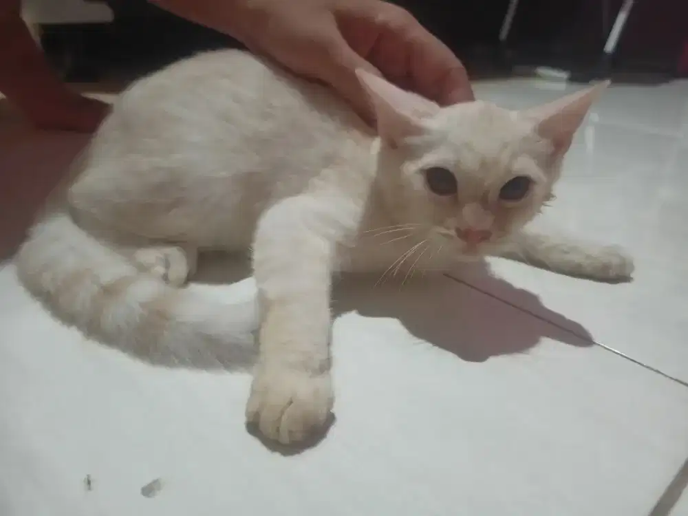 Kucing Persia Medium