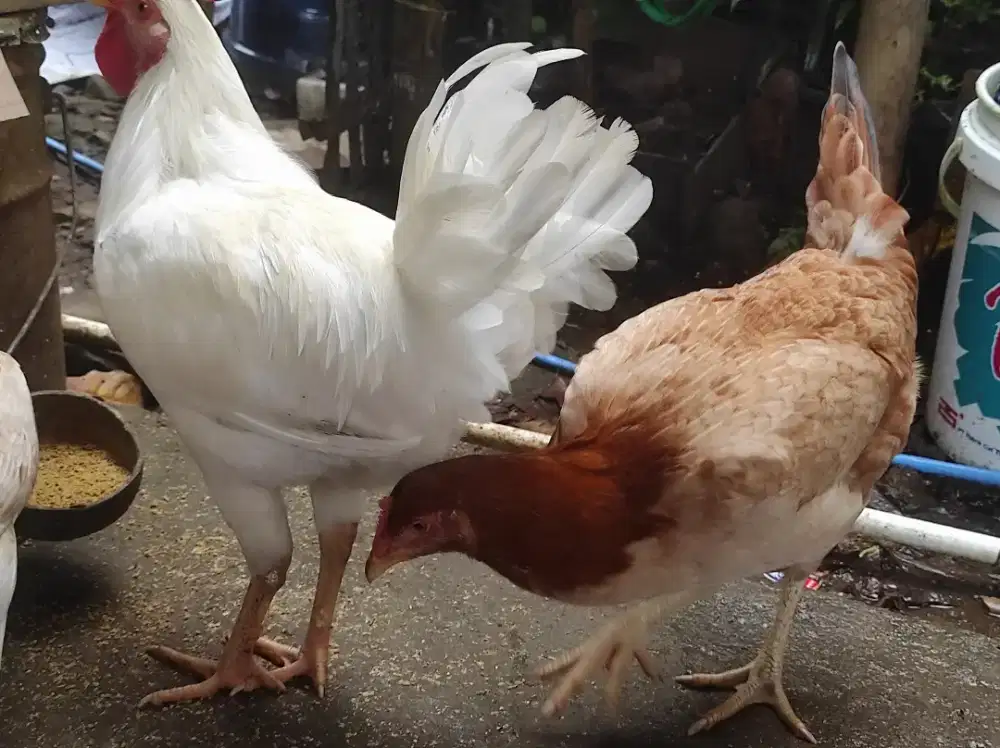 Sepasang Elba usia 4 bulanan bt pelung betina boleh