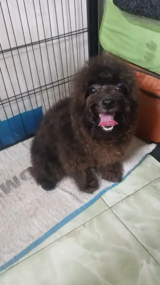 anjing toy pudel  jantan  choko non stb 7 bln