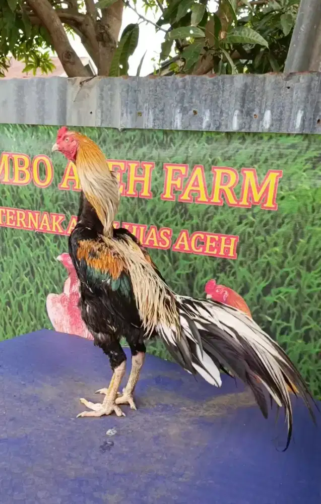 Ayam siam murni dokmak