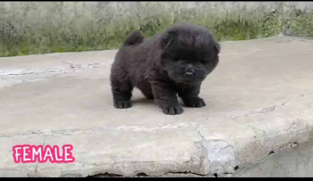 Jual chow chow  lucu