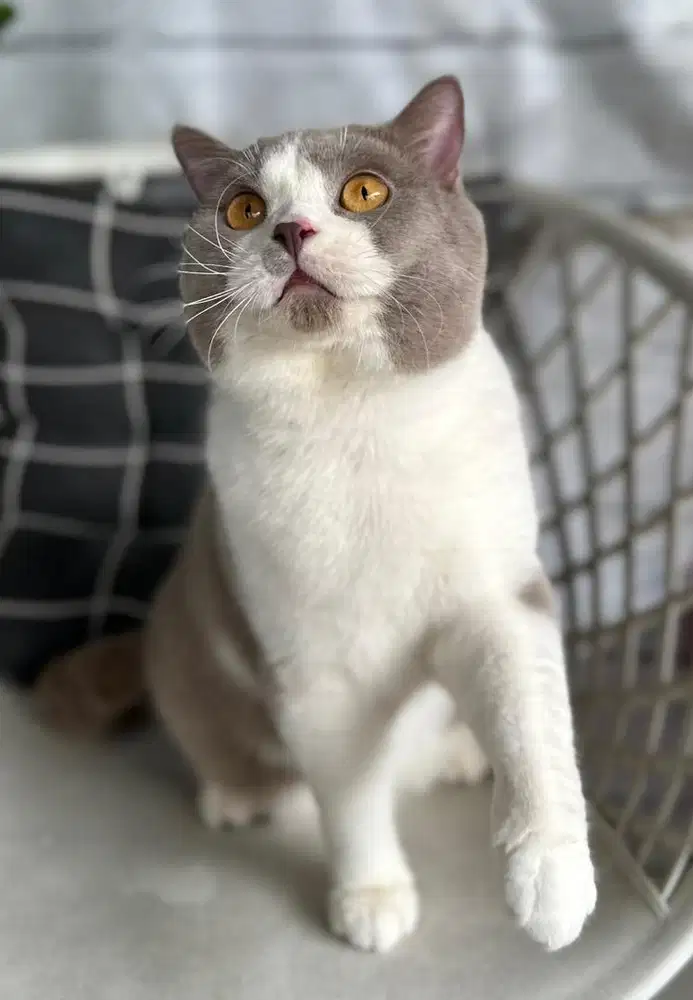 British shorthair CH bico lilac jantan 1cacib lagi ICH