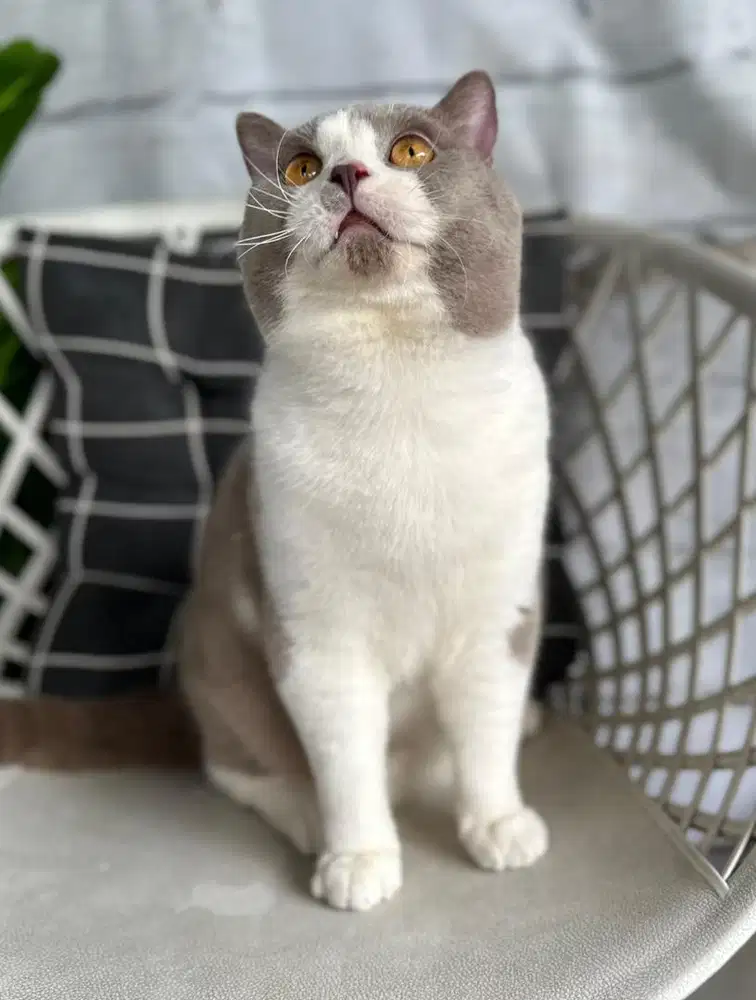British shorthair CH bico lilac jantan 1cacib lagi ICH