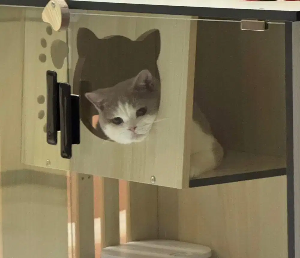 Kucing british shorthair ped bsh british short hair