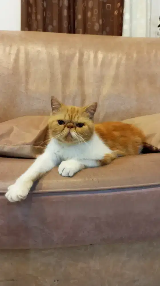 Peaknose Betina Proven