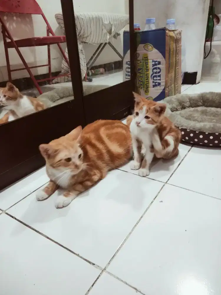 Di mahar aja.sudah vaksin Oyen kucing Persia beti dan anaknya