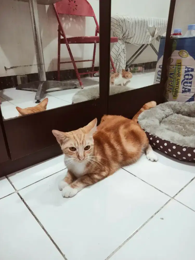 Di mahar aja.sudah vaksin Oyen kucing Persia beti