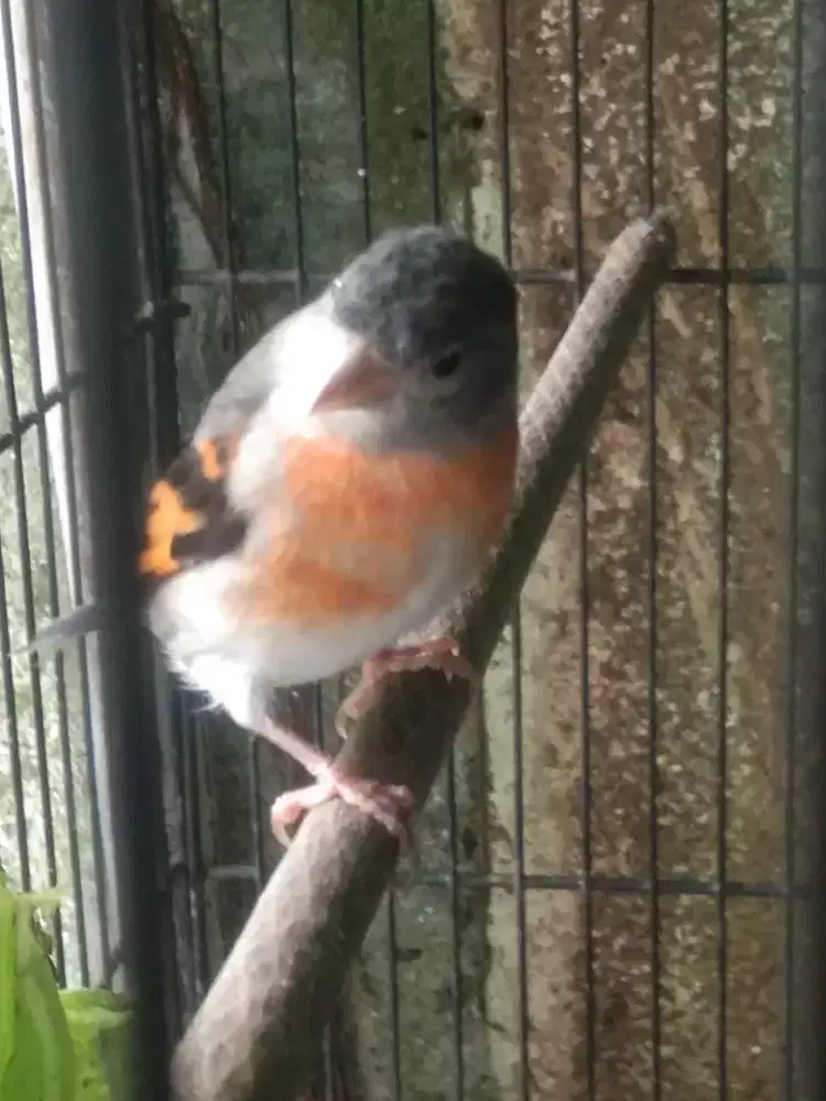 Burung Redsiskin sepasang