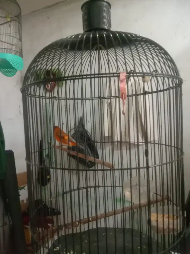 Dijual redsiskin gacor
