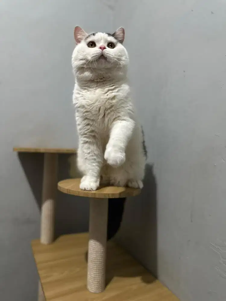 British shorthair BSH JCH harlequin Choco line crystal flame