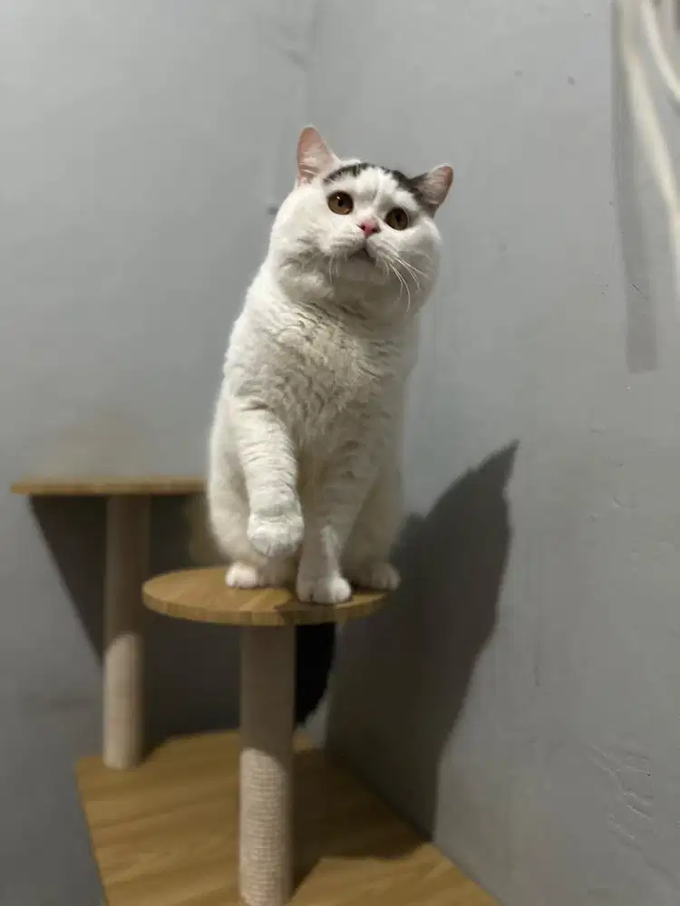 British shorthair BSH JCH harlequin Choco line crystal flame