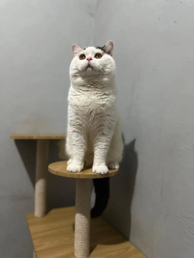 British shorthair BSH JCH harlequin Choco line crystal flame