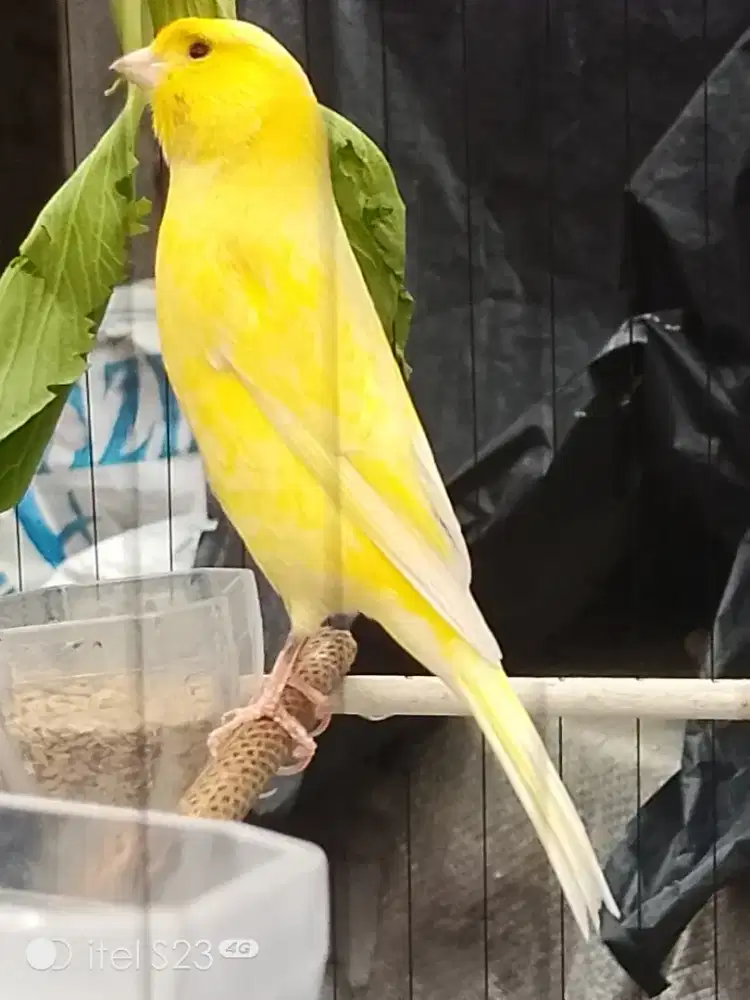 F1 Ys prestasi extrajos