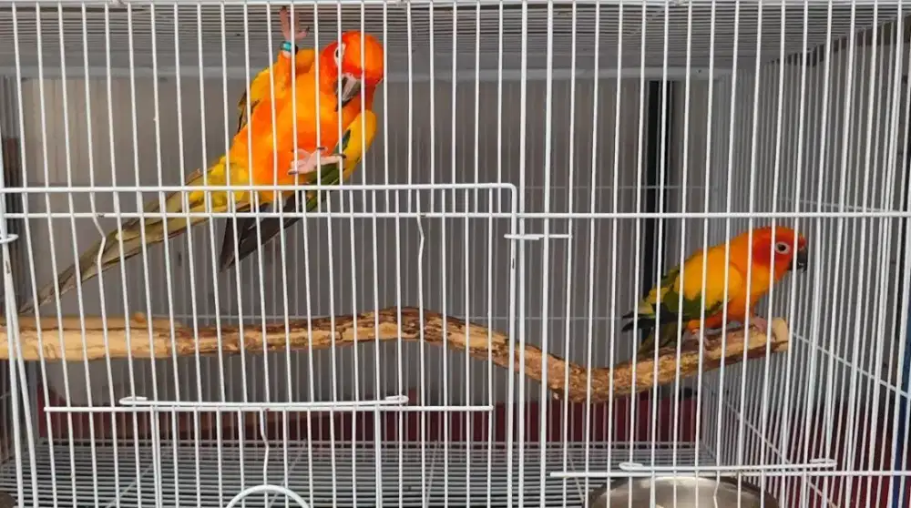 BURUNG SUN CONURE SEPASANG DEWASA
