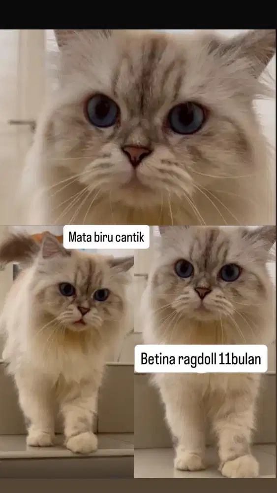 Betina ragdoll cantik