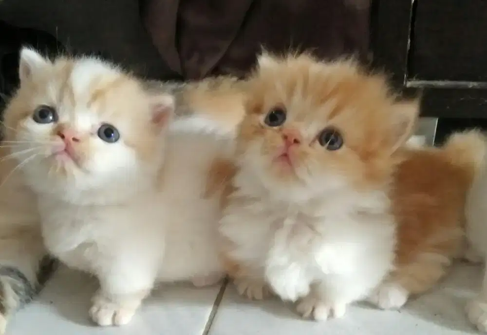 Open booking kitten Munchkin Scottish Straight