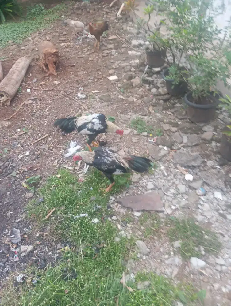 Dijual aja 2 ekor ayam jago jangaran udah belajar kukuruyuk ayam sehat