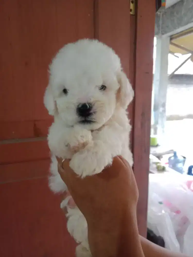 Toy poodle party colour