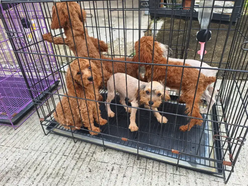 Dijual anakan poodle murah meriah