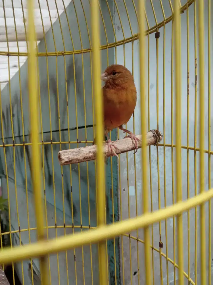 Kenari Paud Jual Murah