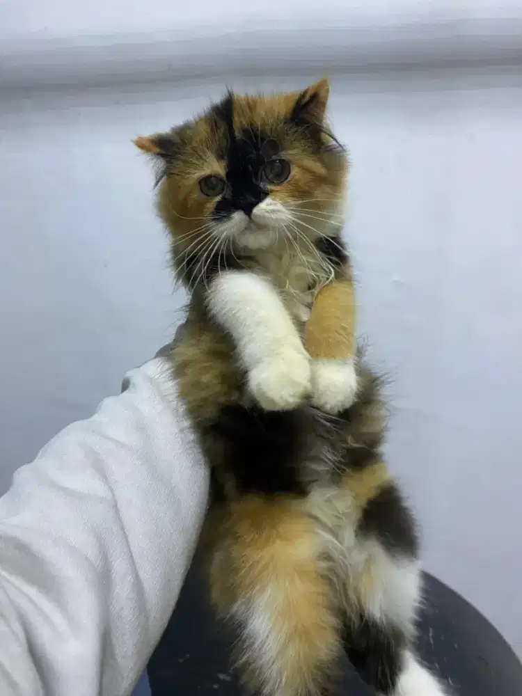 Berkah barokah lepas adops kitten persia betina