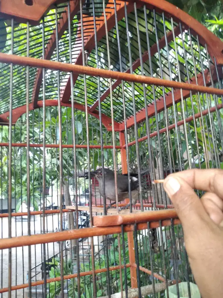 Murai kelabu air jinak lalat