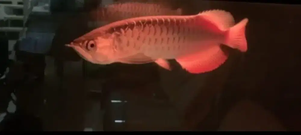 Di jual ikan arwana golden red beserta aquarium