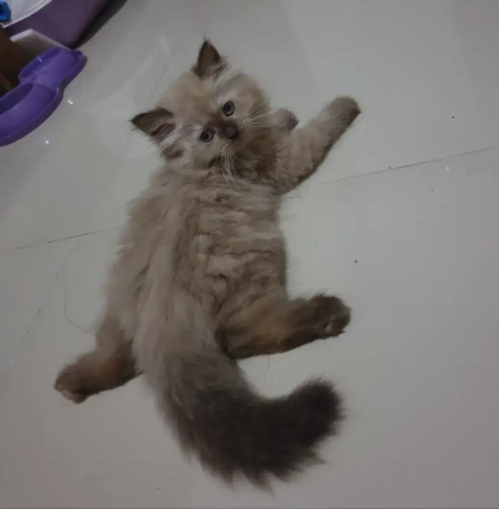 Kitten kucing persia himalaya cinnamon coklat