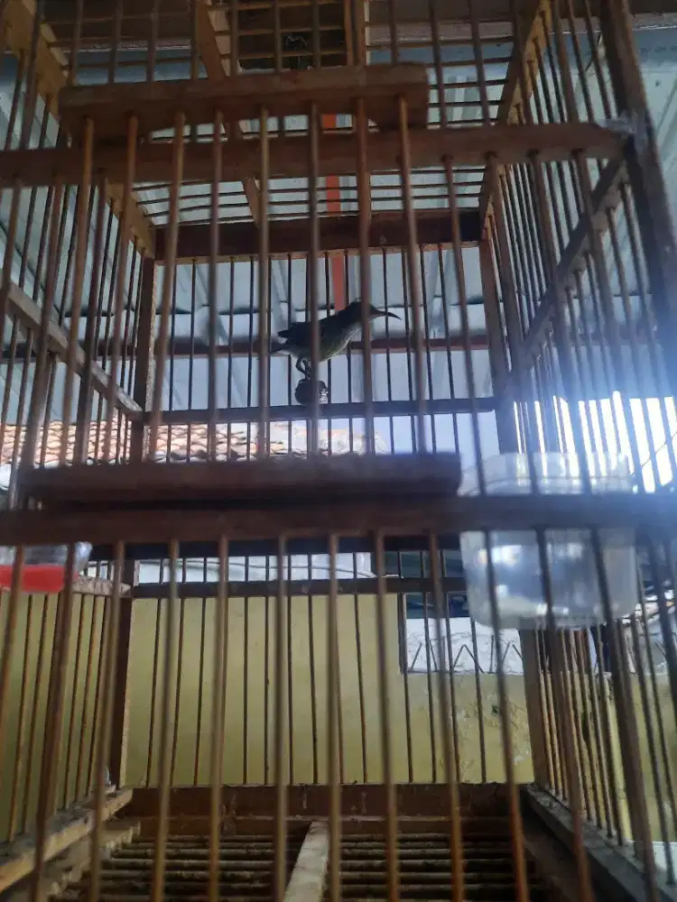 Konin trotol garansi jantan fullsheet rajin