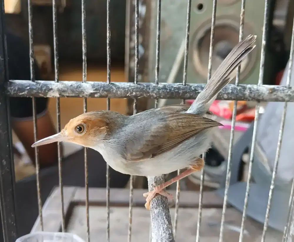 Burung prenjak klawu