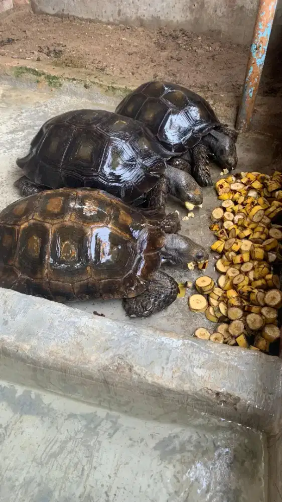 Tortoise indukan