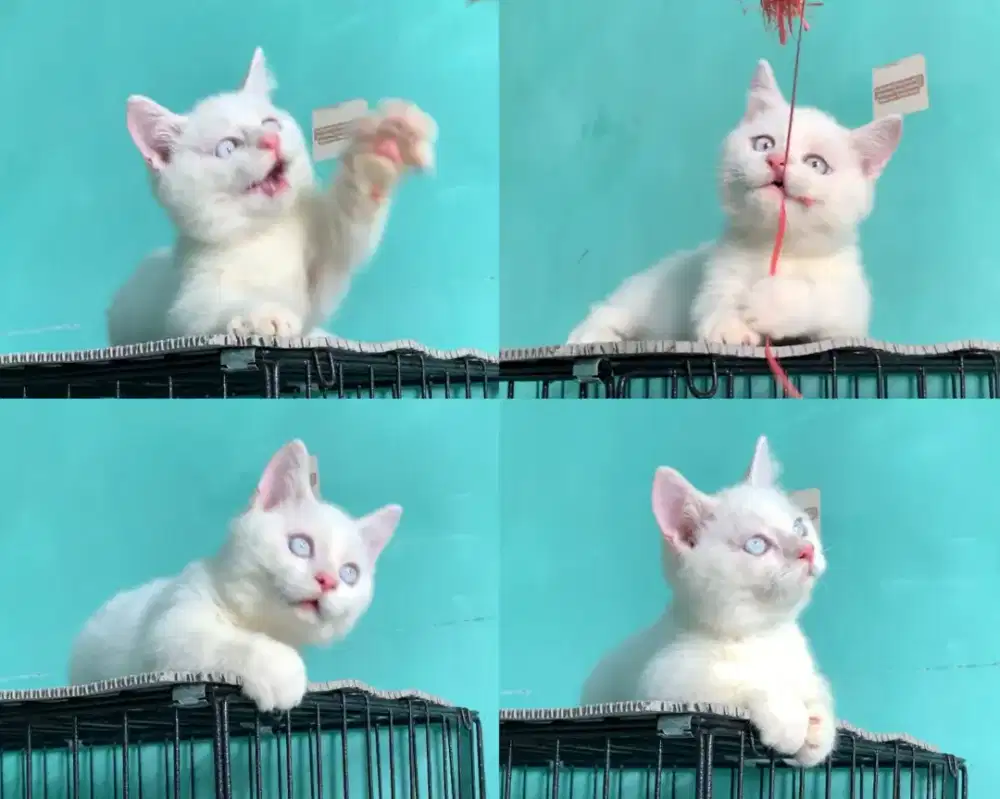 BSH MUNCHKIN CEBOL KAKI PENDEK