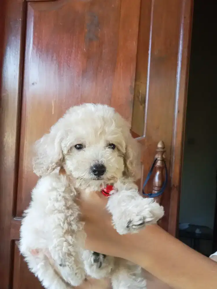 poodle jantan apricot stambun