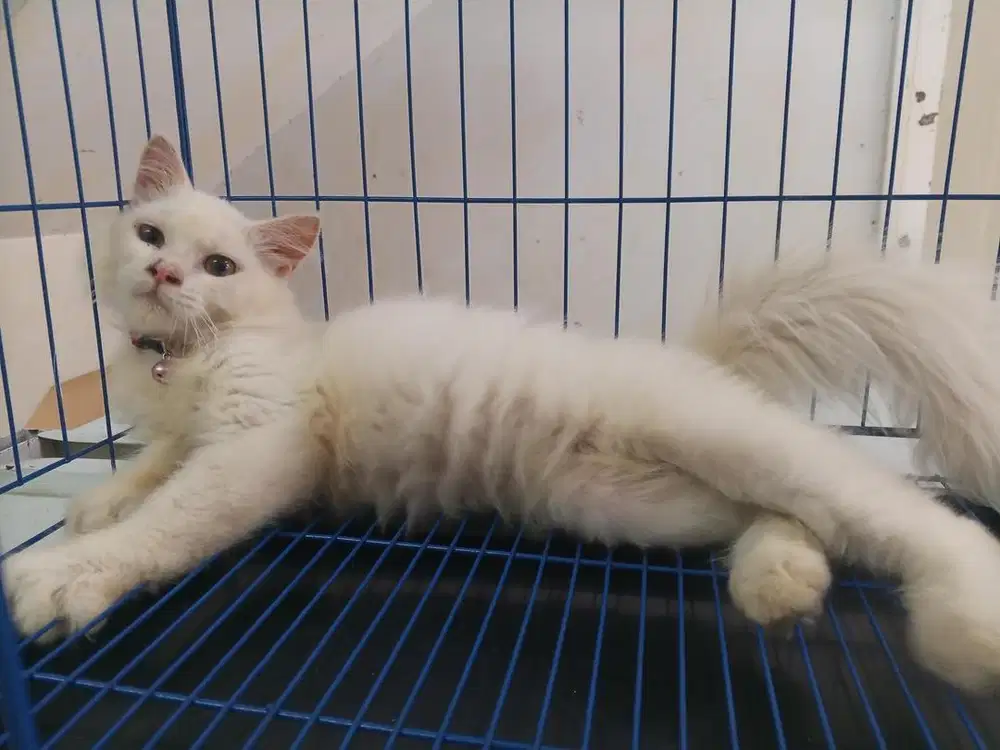 Kandang Kucing lengkap seisi isinya