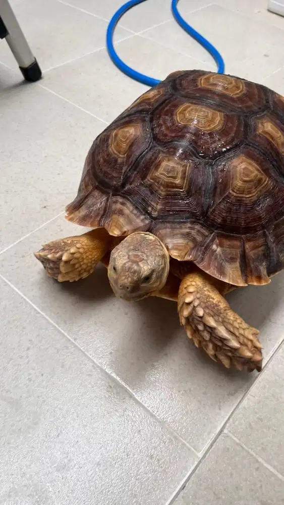 Kura kura sulcata premium