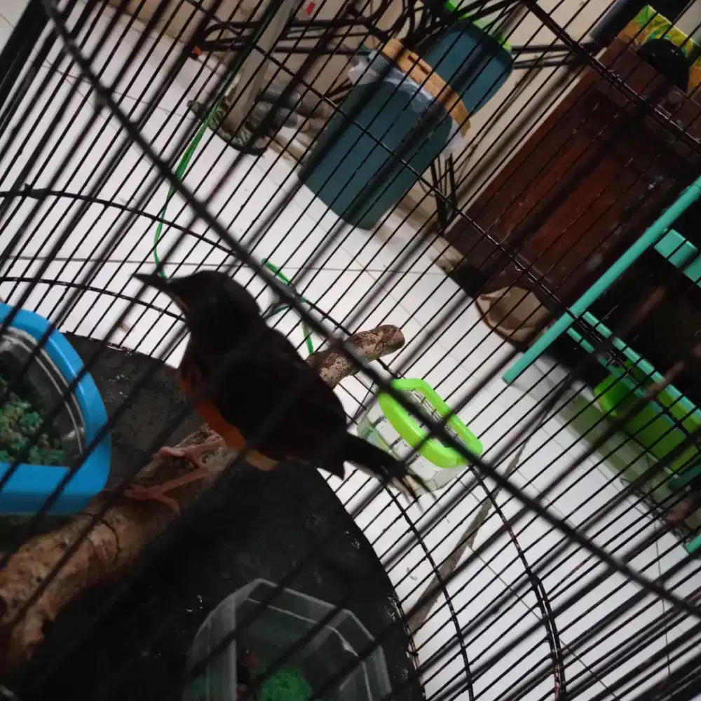 Burung murai gambling prediksi fulset