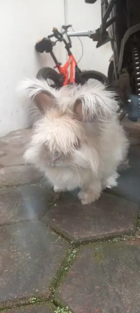 Jual Kelinci Angora
