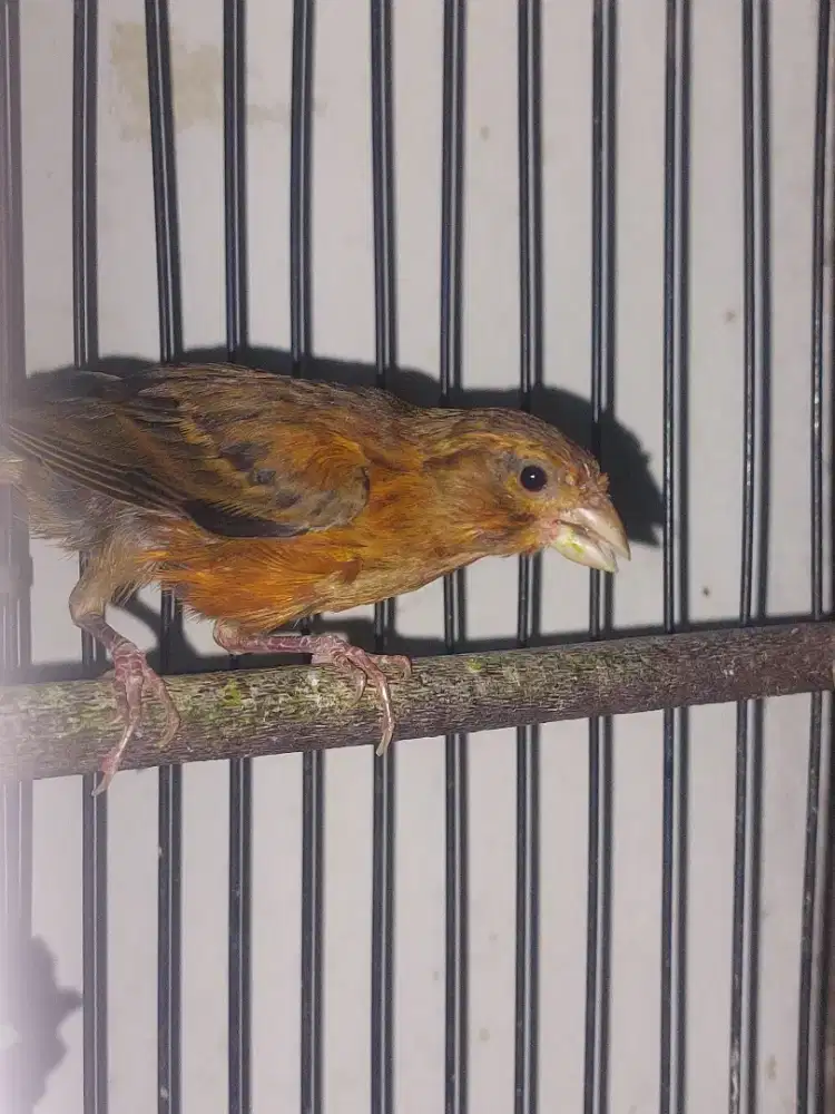 Burung kenari black red