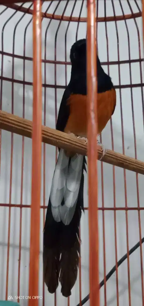 Jual santay ni om murai ternakan doble ring fullset