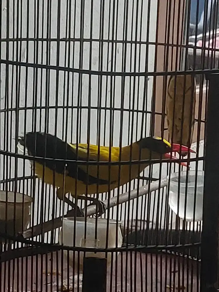 Burung kepodang bali