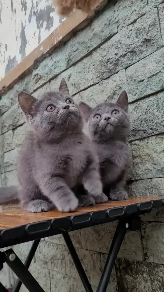 Munchkin British Shorthair BSH